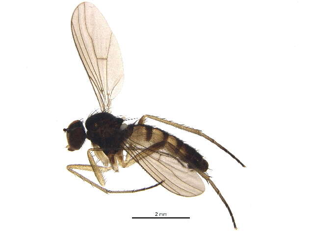 Image of long-legged fly