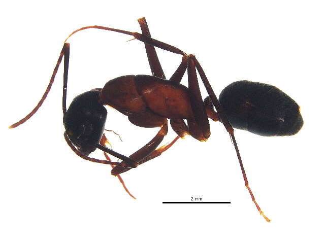 Plancia ëd Camponotus vicinus Mayr 1870