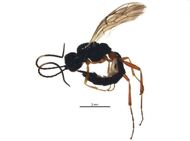 Image of Ichneumoninae