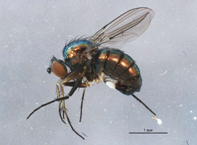 Image of long-legged fly