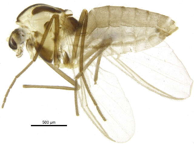 Image of Parametriocnemus