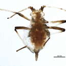 Image of Pleotrichophorus quadritrichus vulgaris Corpuz-Raros & E. F. Cook 1974