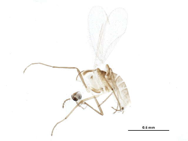 Paraphaenocladius irritus (Walker 1856) resmi