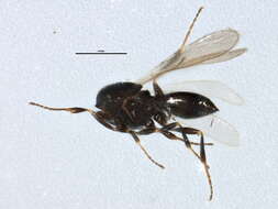 Image of Scelioninae