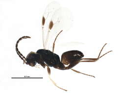 Image of dryinids