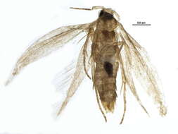 Image of Bucculatrix