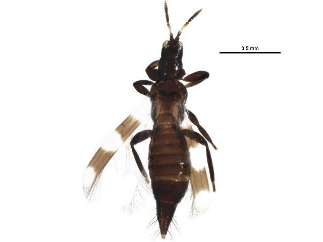 Image of Aeolothrips