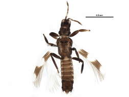 Image of Aeolothrips