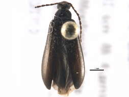 Image of Mycetochara procera Casey 1891