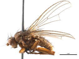 Image of Heleomyza bisetata (Garrett 1922)