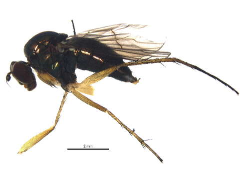 Dolichopodidae resmi