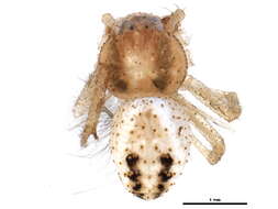 Image of Mecaphesa carletonica (Dondale & Redner 1976)