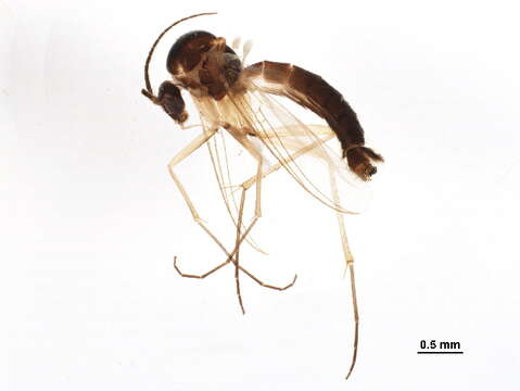 Image of Sciophila