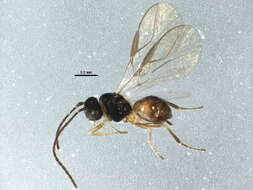 Image of Opiinae