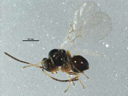 Image of Charipinae