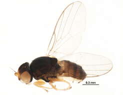 Image of Carnoidea