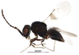 Image of ceraphronid wasps