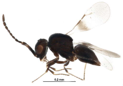 Image of ceraphronid wasps