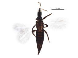 Image of Leptothrips