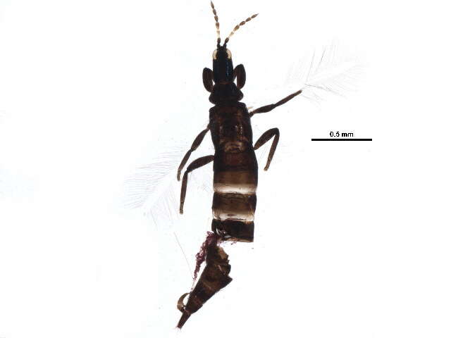 Image of Leptothrips