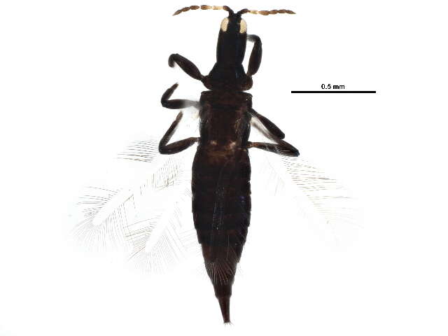 Image of Leptothrips