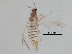 Image de Neohydatothrips