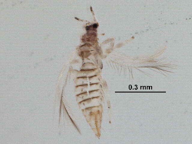 Image de Neohydatothrips