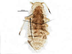 Image of plant lice
