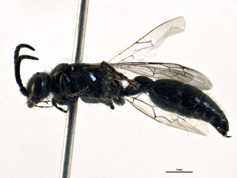 Image of tiphiid wasps