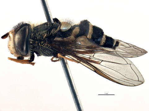 Image of Syrphus