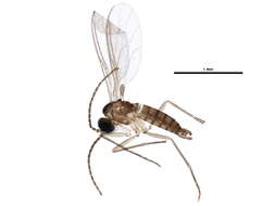 Image of Corynoptera