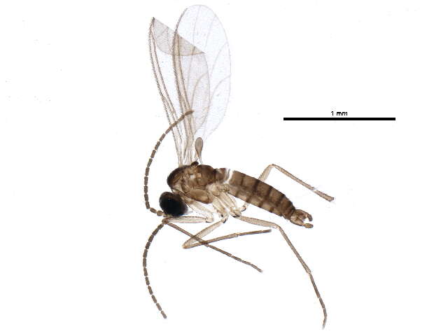 Image of Corynoptera