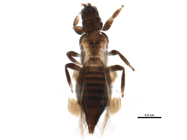 Image of Aeolothrips