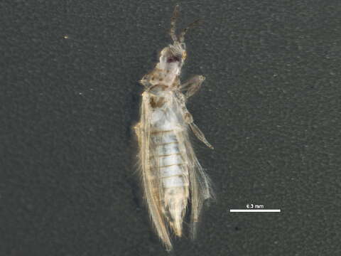 Plancia ëd Neohydatothrips