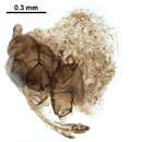 Image of Cinara (Schizolachnus) curvispinosa (Hottes, Essig & Knowlton 1954)