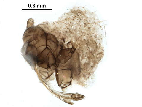 صورة Cinara (Schizolachnus) curvispinosa (Hottes, Essig & Knowlton 1954)