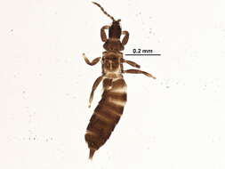 Image de Phlaeothripinae