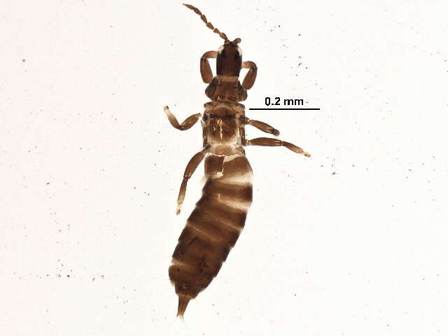 Image of Phlaeothripinae