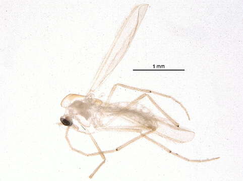 Image of Rheotanytarsus