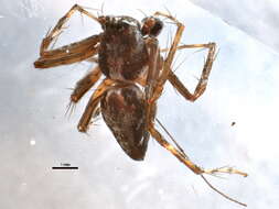 Image of Western Lynx Spider