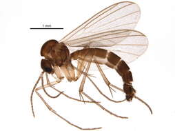 Image of Trichonta