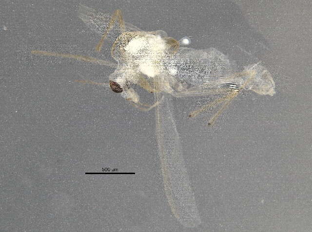 Sivun Paratanytarsus laccophilus (Edwards 1929) kuva