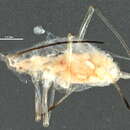 Image of Pleotrichophorus elongatus (Knowlton 1929)