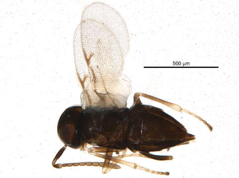 Image of encyrtids