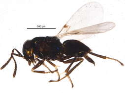 Image of encyrtids