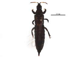 Image of Haplothrips