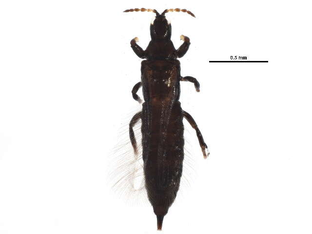 Image of Haplothrips