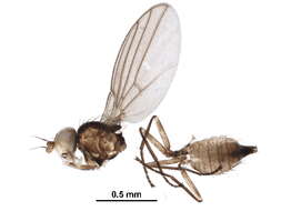 Phytoliriomyza resmi