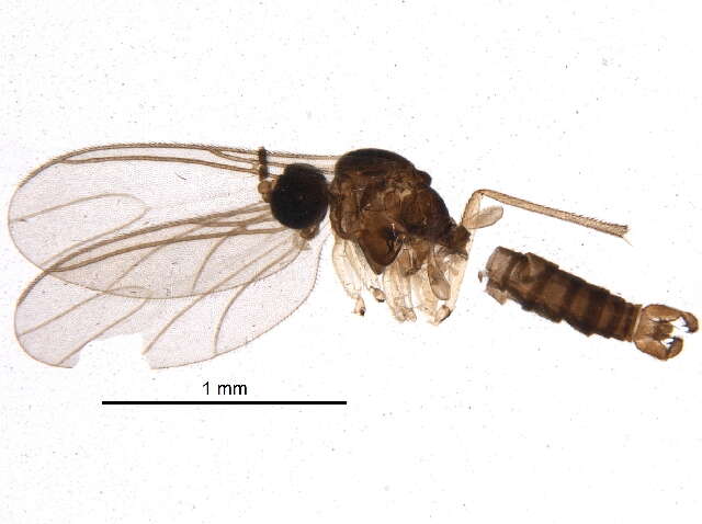 Image of Corynoptera