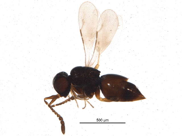 Image of ceraphronid wasps